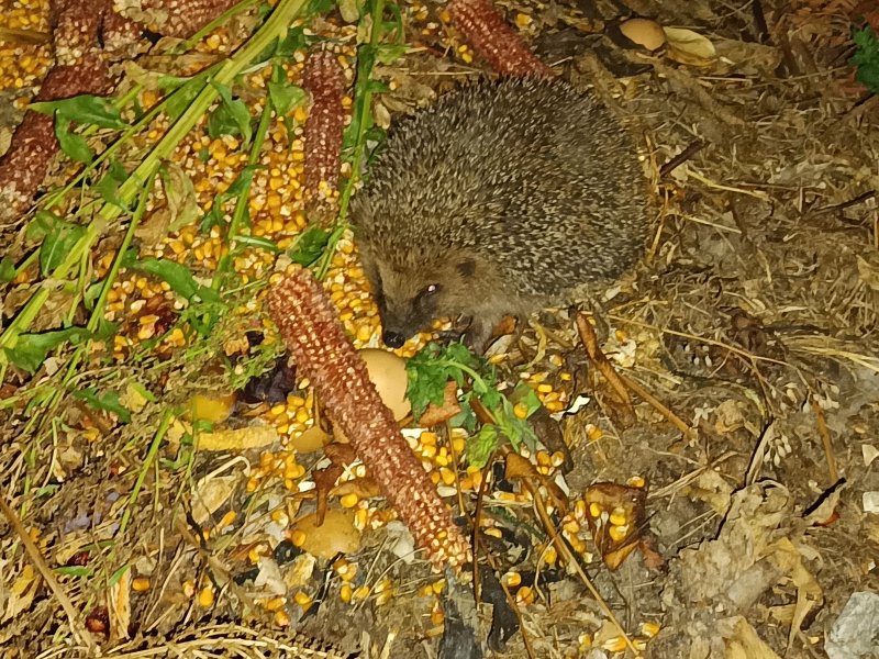 HERISSON sur le tas de déchets compostables.  la nature ne fait pas de déchets. Elle utilise et recycle tout.(photo prise le 12 juillet 2025). REMI JAYAT
